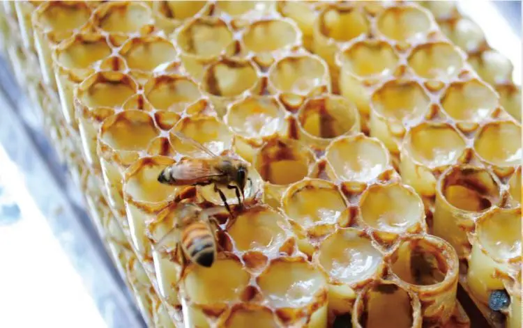 Gör   Royal   Jelly   Öka   Testosteron% 3f
